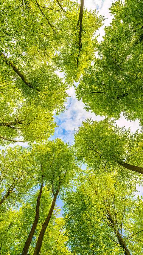 Embraced by the tree screenshot