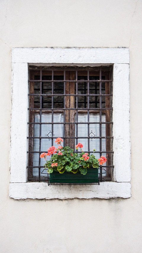 The flowers on the windowsill screenshot