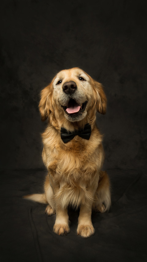 Experience of raising a smart dog 58 screenshot