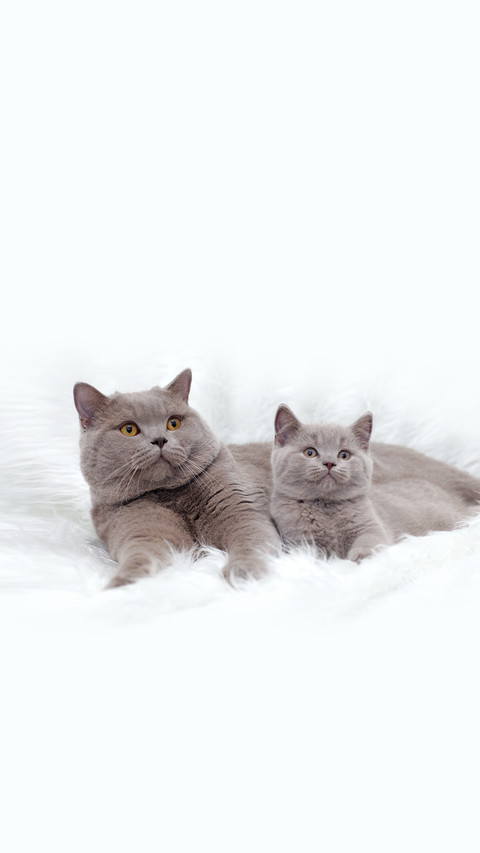 Gray British Cat on a White Background screenshot