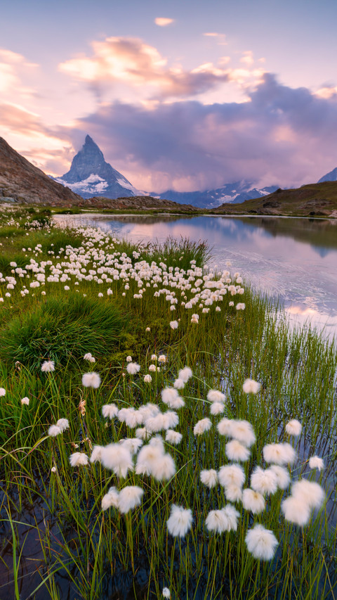 Cotton grass on the shore of lake liffel screenshot