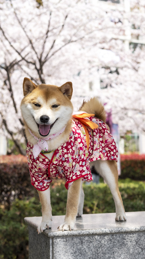 Cherry Blossom firewood dog 29 screenshot