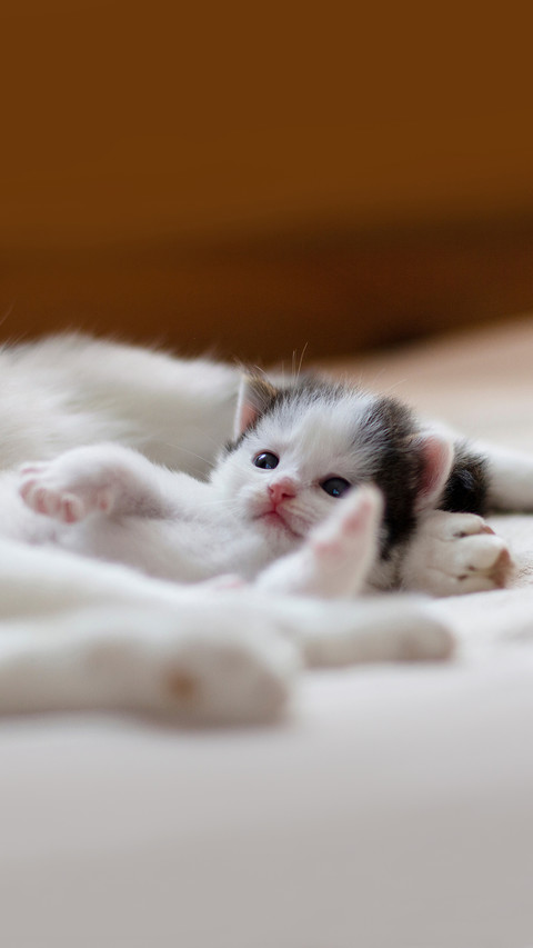 Little charming kitten lying next to her mother cat screenshot