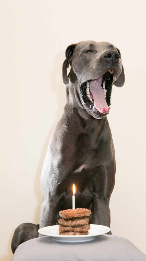 Dogs that can accompany children 7 screenshot