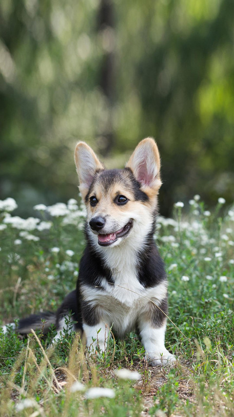Dog183 screenshot