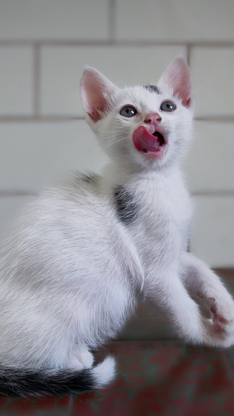 An interesting cat screenshot