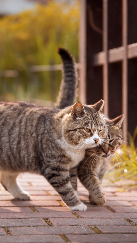 Two walking kittens screenshot