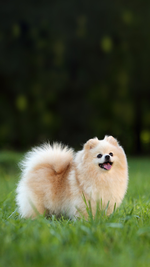 Cute Dog Spitz on Nature screenshot