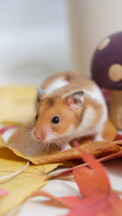 What to do if hamsters vomit blood screenshot