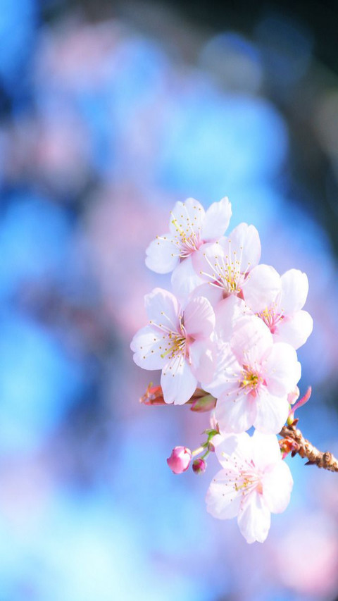 khm flower screenshot