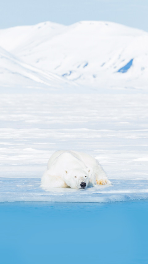 Polar bears captured in the Svalbard Islands screenshot