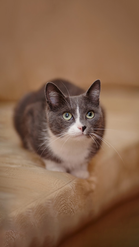 Smoky-gray with white the domestic cat costs on a sofa screenshot