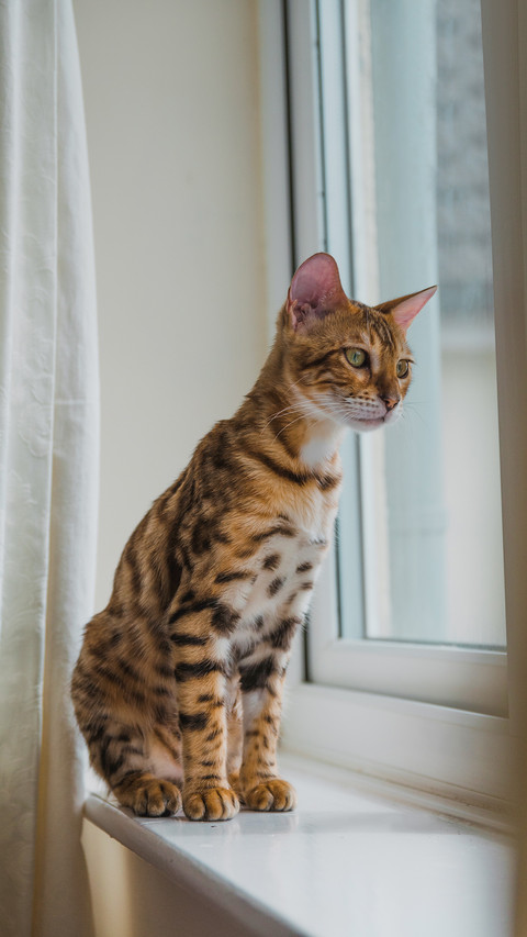 Adorable Bengal cat by the window screenshot
