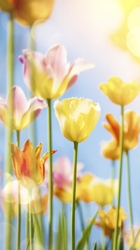 Macro flower shooting skills 26 screenshot