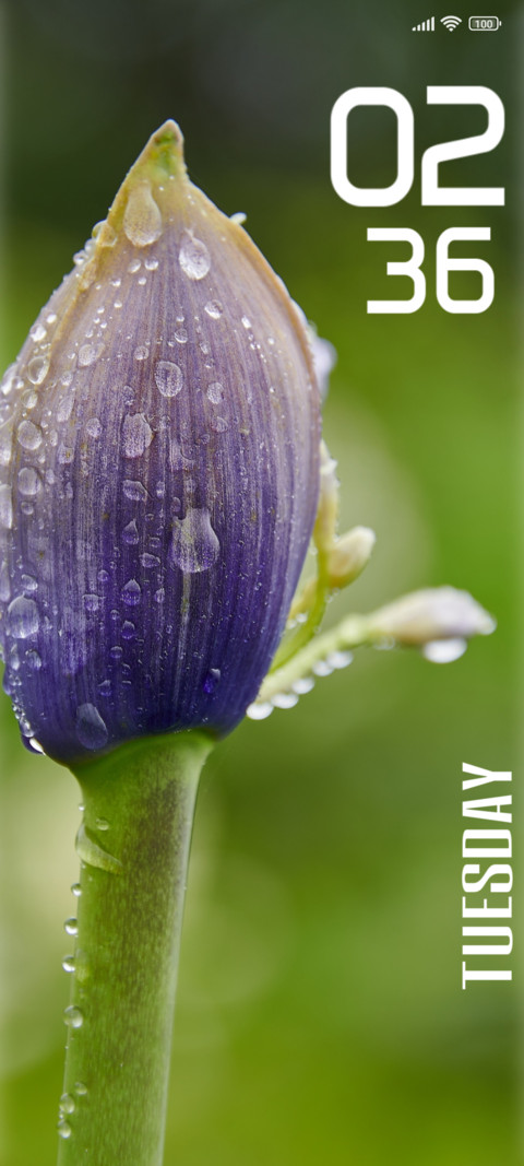 Rain blossom screenshot