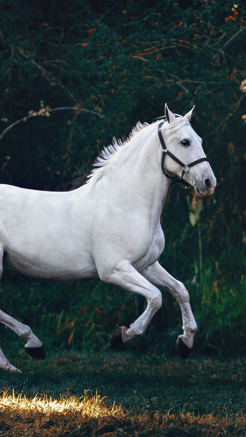 The horse is running screenshot