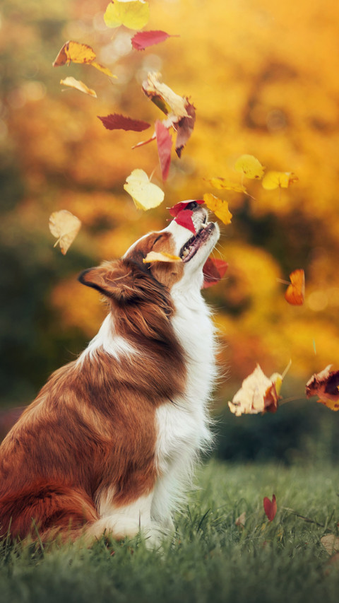 Lovely animals-02 screenshot