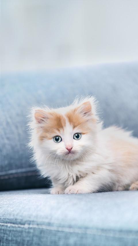 Cute Kitten Sitting on Grey Sofa screenshot