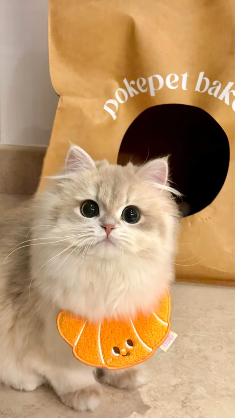 猫咪是近视眼吗 screenshot