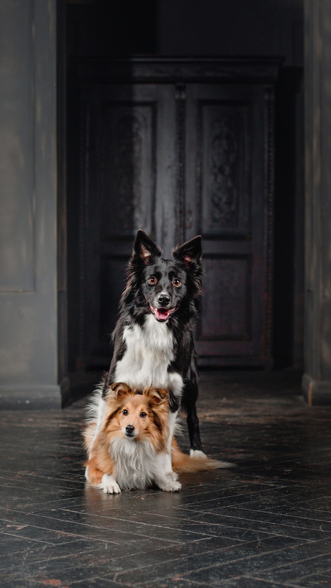 Two dogs in a black room screenshot