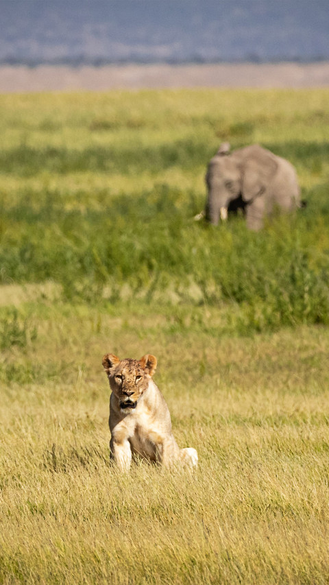 wild animal-14 screenshot