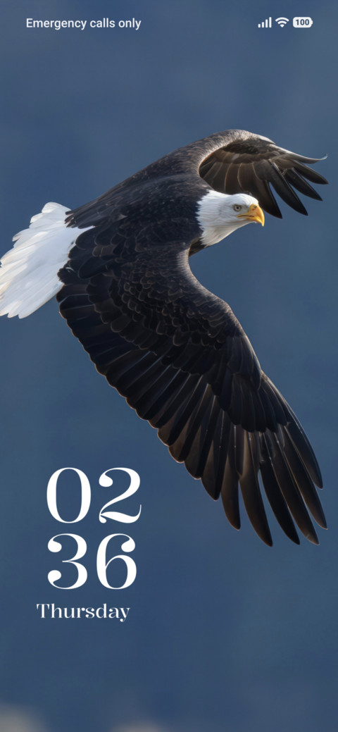 Soaring Eagle screenshot