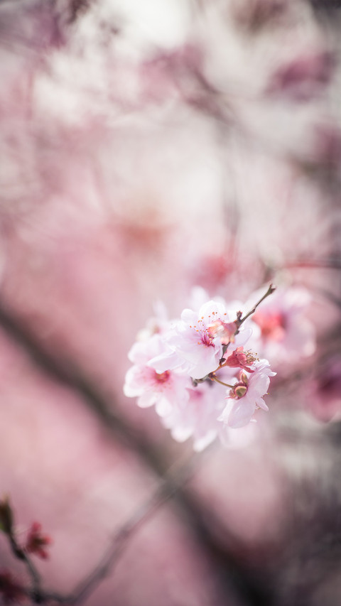 Spring screenshot