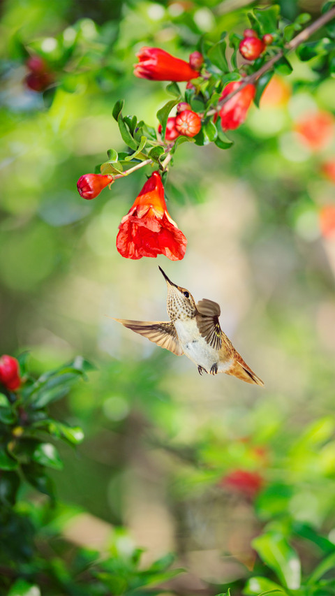 The dancing hummingbird screenshot