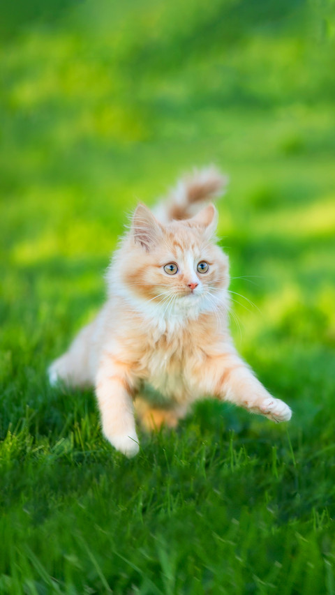 Playful Kitten of Norwegian Forest Cat Breed screenshot