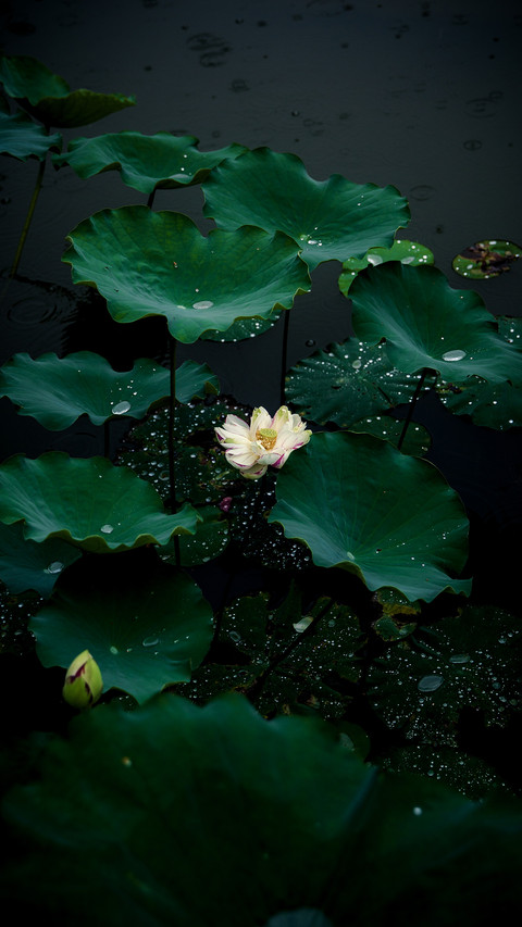 Lotus flowers and dewdrops in the rain screenshot