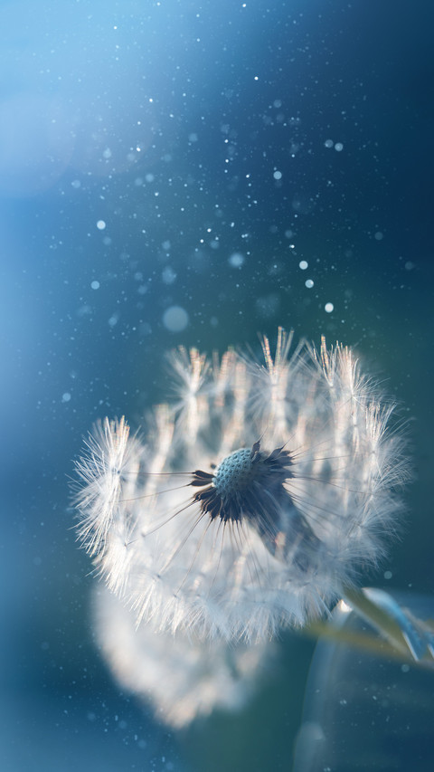 Why do dandelions fly screenshot