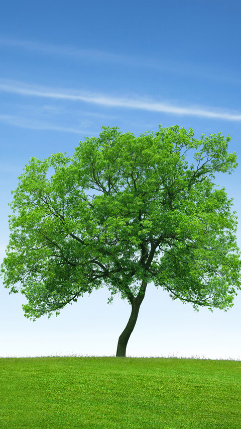 Green tree screenshot
