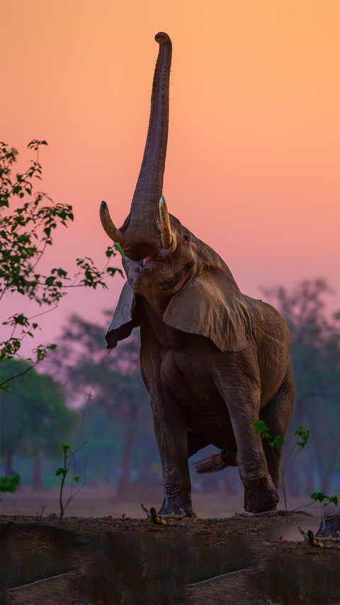 Wild elephant-03 screenshot