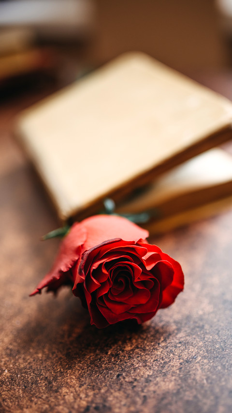 Rose flower with booklet in blured background screenshot