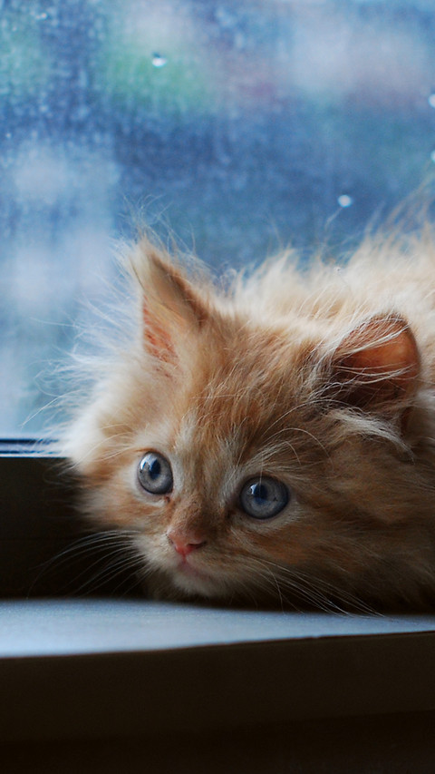 窗台上的猫咪 screenshot