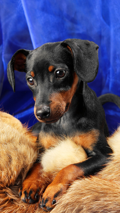 矫健杜宾犬 screenshot