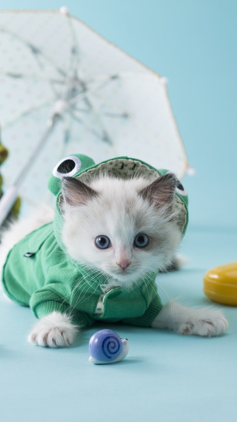 Teach you how to raise puppet cats screenshot