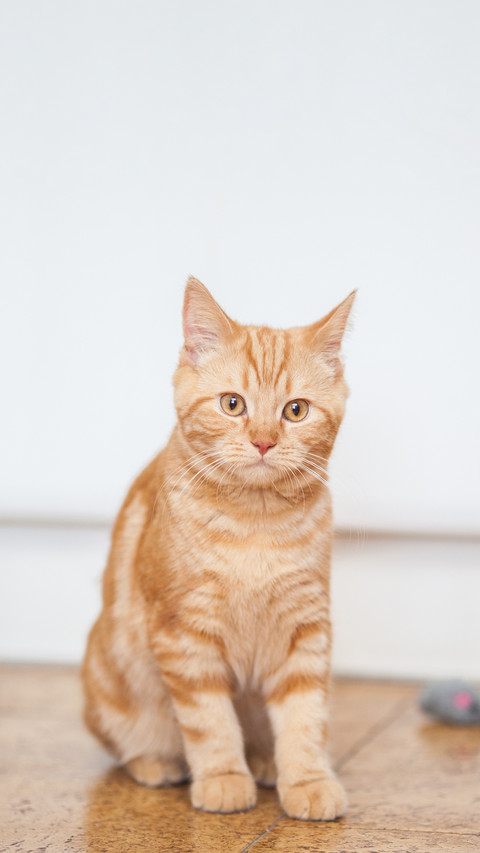Red Fluffy Cat Sitting on the Floor screenshot