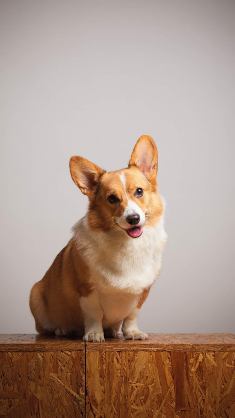 Dog225 screenshot