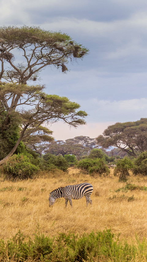 A Zebra Grazes on The Grassland screenshot