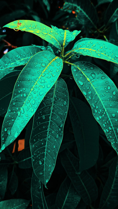 Mango Leaves screenshot