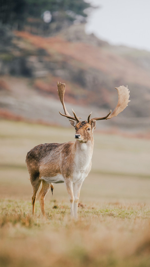 Fallow Deer Stag with Large Antlers Roaming Land Standing screenshot