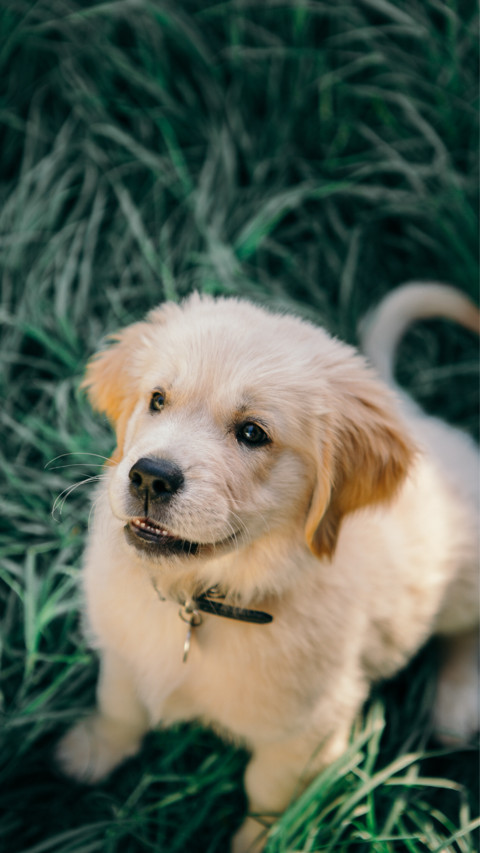Puppy Love (5) screenshot