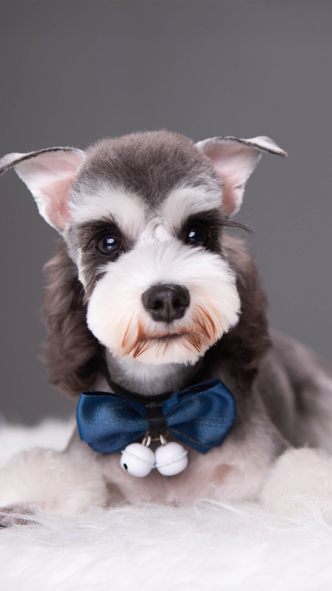 A schnauzer indoors screenshot