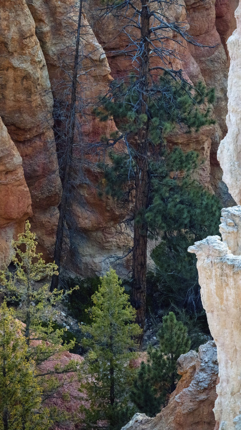 The rocks and tree shadows of Bryce Canyon screenshot