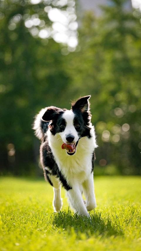 Dog267 screenshot