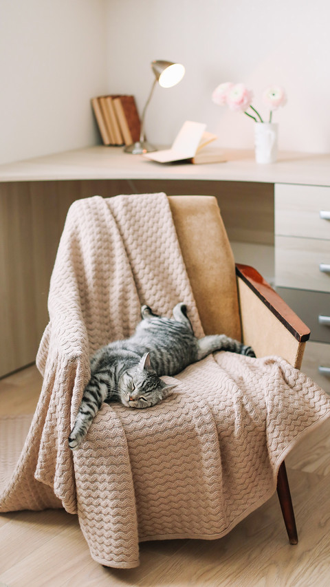Home pet cute kitten cat lying in the chair screenshot