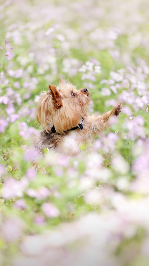 Dogs are our good friends 9 screenshot