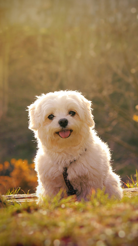 大型犬VS小型犬 screenshot