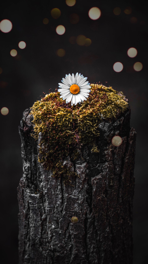 Fresh Daisy screenshot